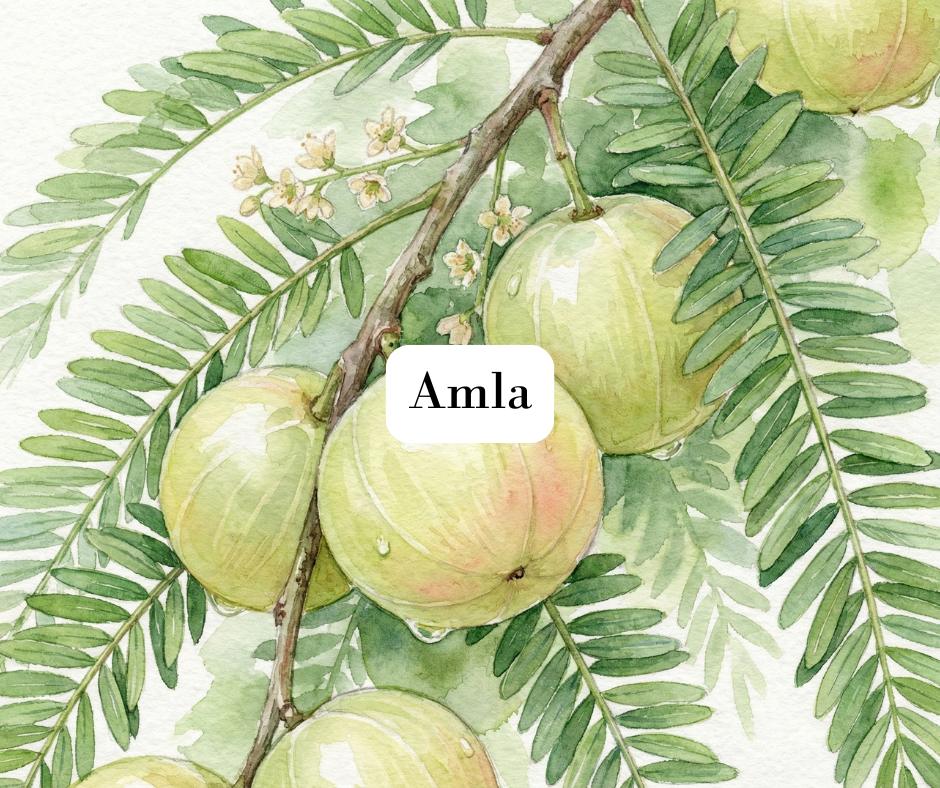 Elegant watercolor illustration of purple lavender stems isolated on white