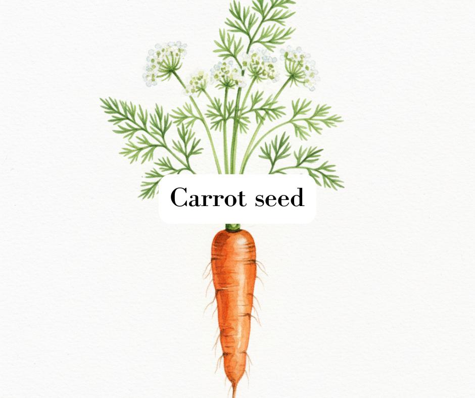 Vibrant watercolor painting of a single organic carrot with green tops