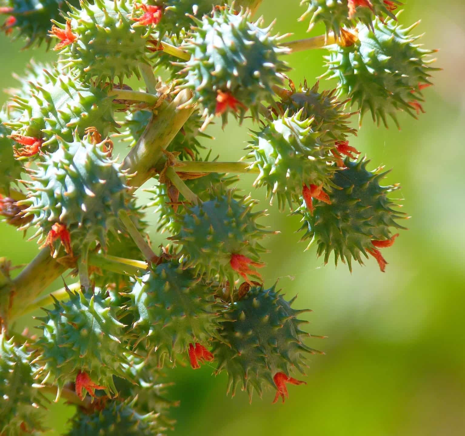 Close-up of ricino or castorseeds on a plant with a blurred green background