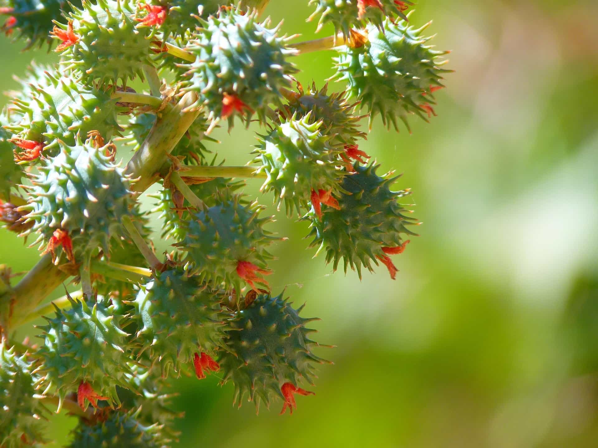 Close-up of ricino seeds on a plant with a blurred green background