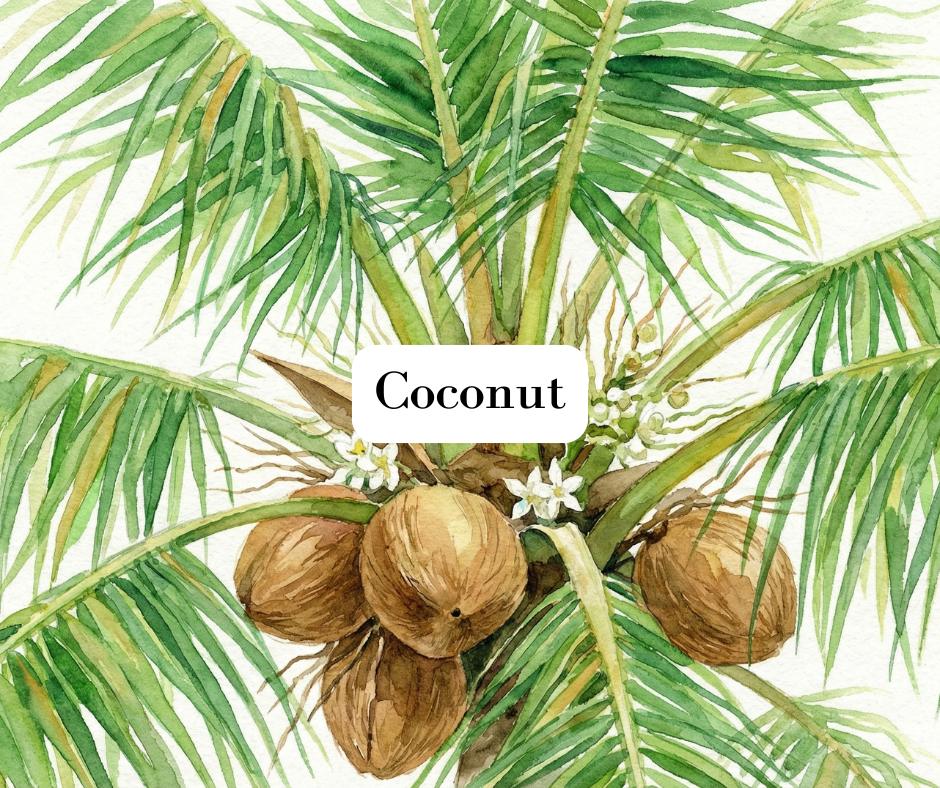 Close up watercolor painting of a green coconut palm tree with coconuts on white background