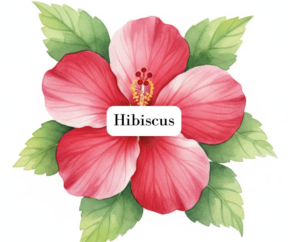 Breathtaking watercolor painting of a blooming red hibiscus flower