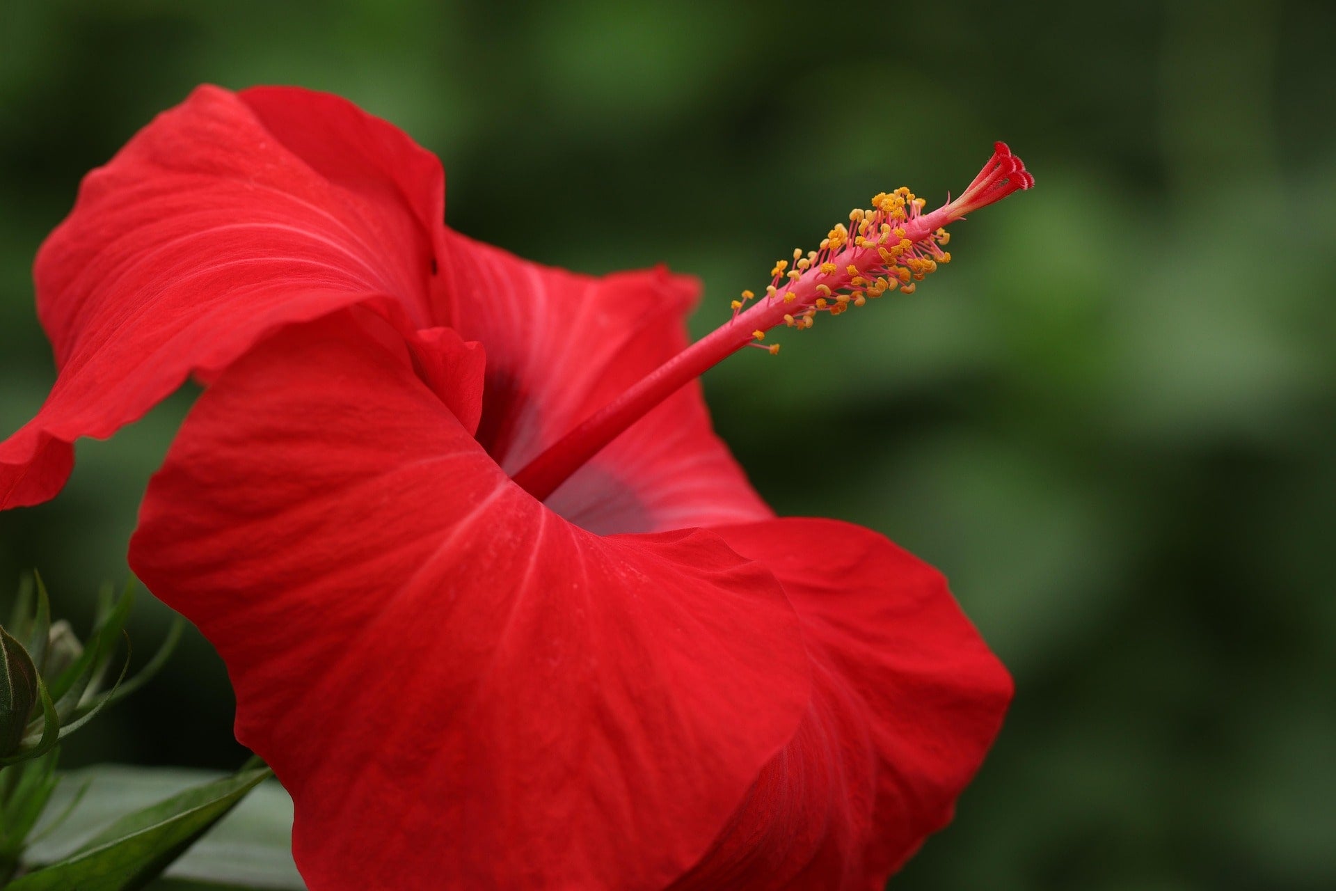 Close-up of a red hibiscus flower with a blurred green background