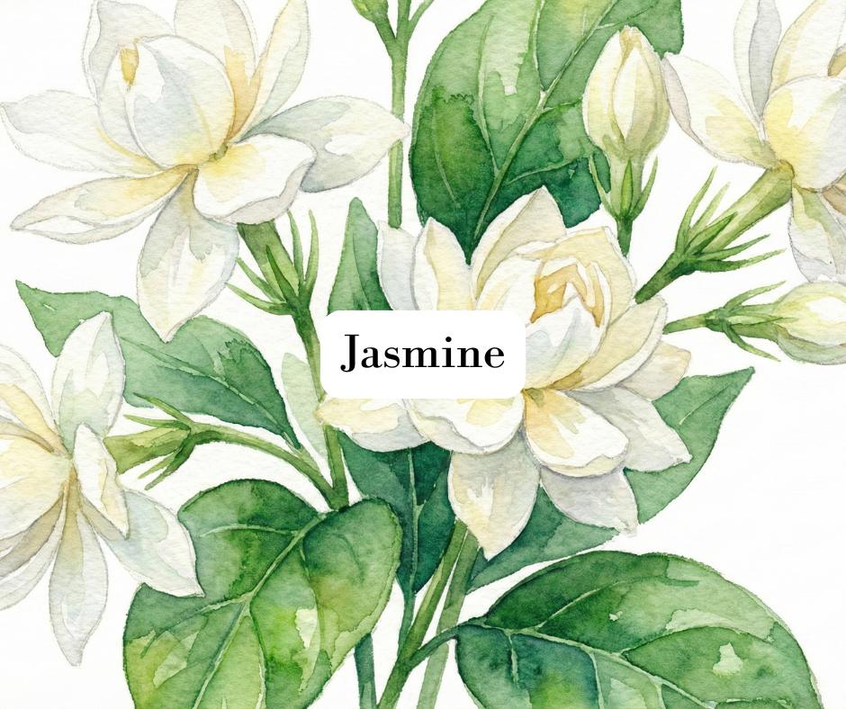 Close up watercolor art of delicate white jasmine blossoms and leaves