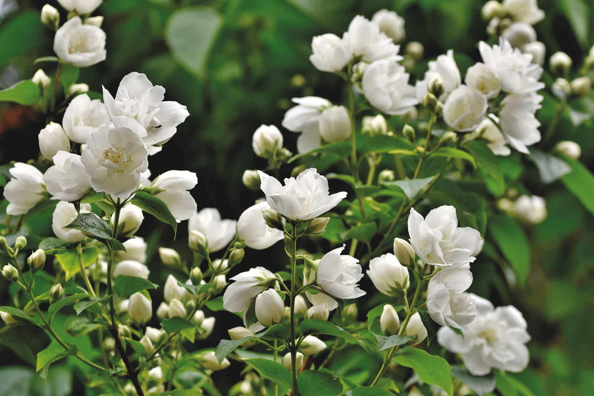 White jasmine flowers with green leaves on a blurred green background