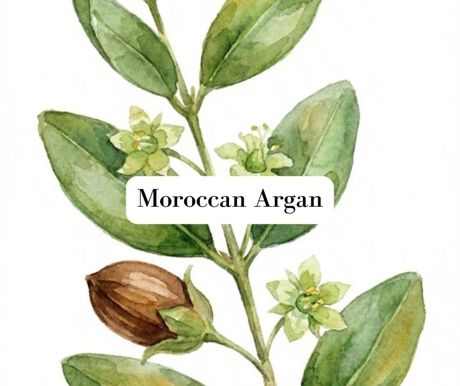 Fresh argan fruit watercolor