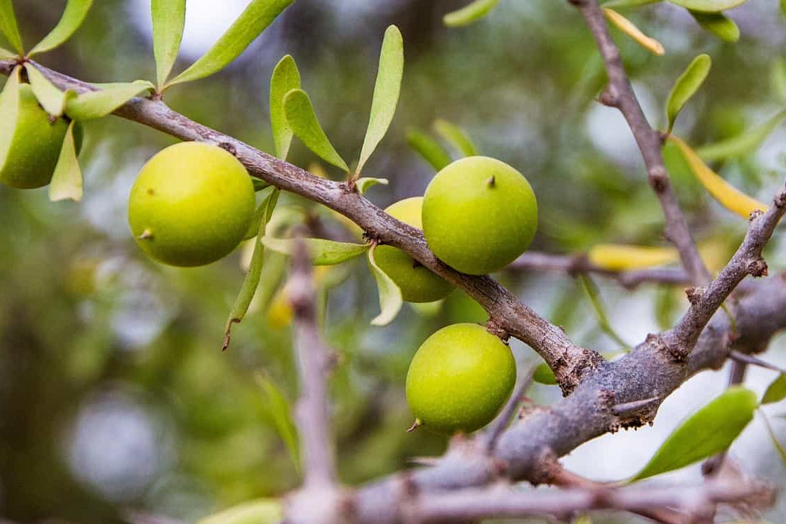 Green jojoba on a branch with a blurred natural background