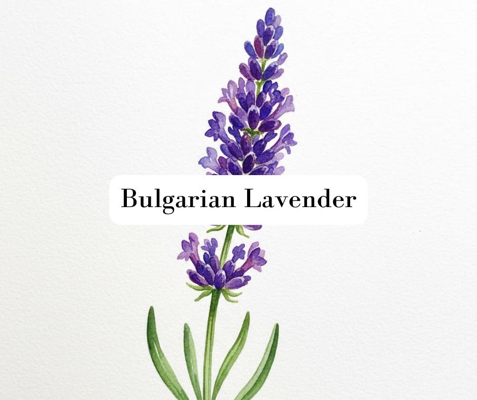 Elegant watercolor illustration of purple lavender stems isolated on white