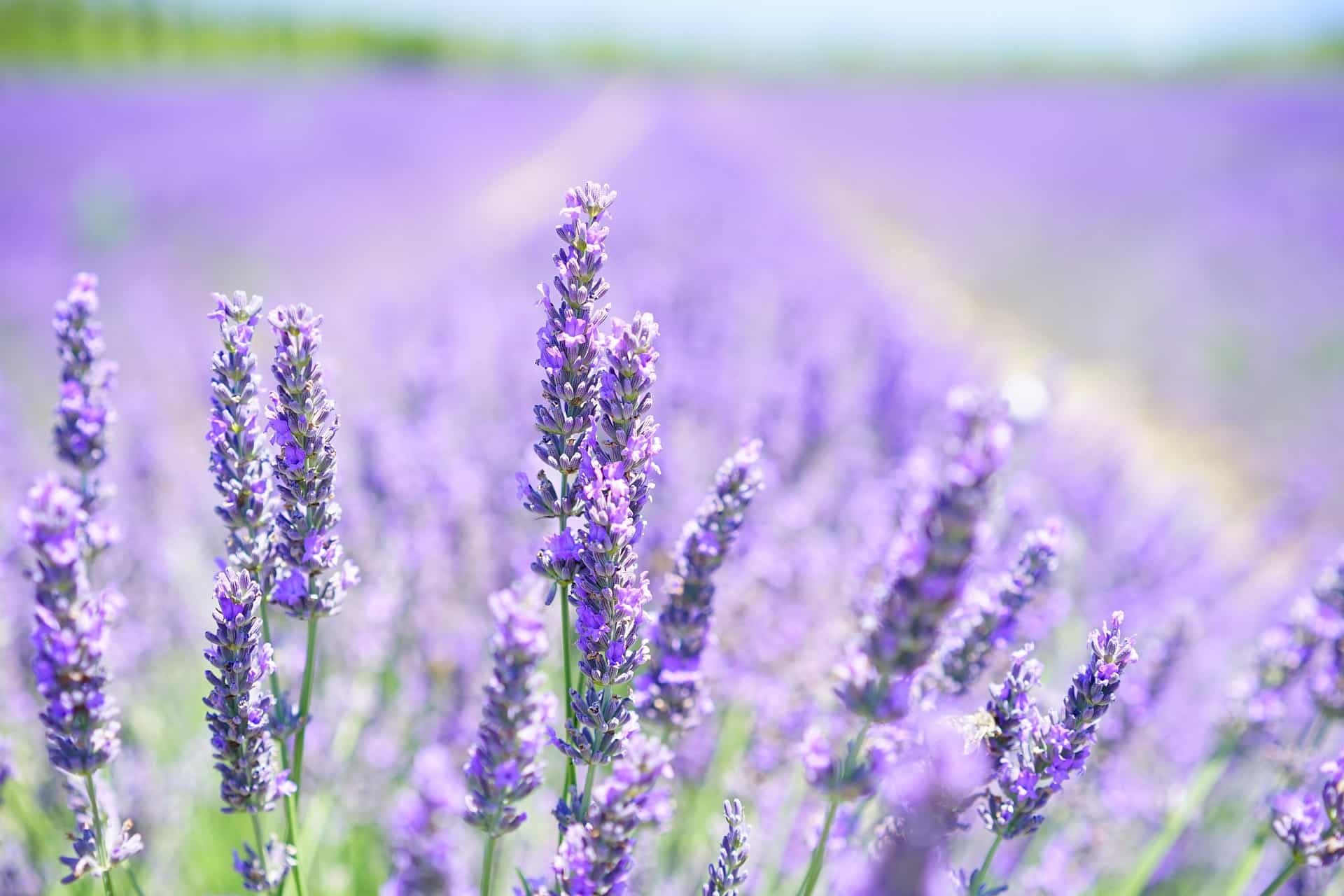 Close-up of lavender flowers with a soft focus background