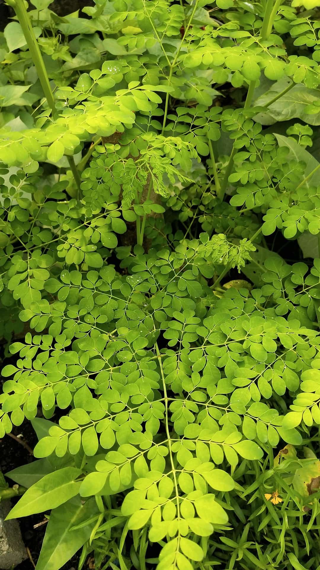 Close-up of green leaves with a blurred background