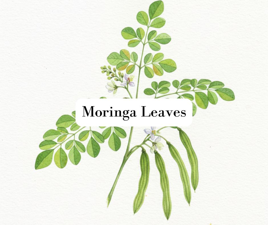 Delicate watercolor painting of green moringa leaves on a white background