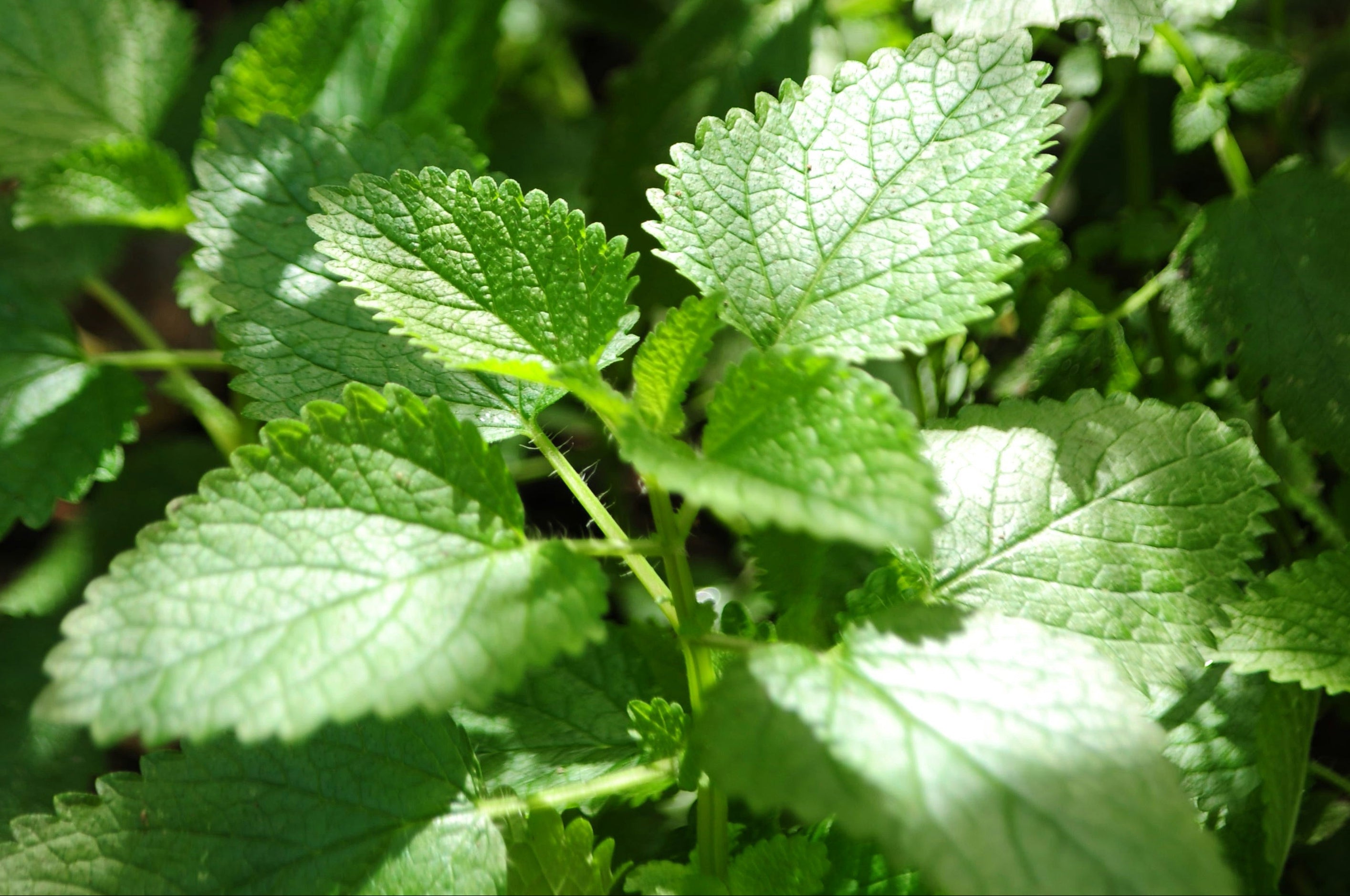 Close-up of green peppermint leaves with a blurred background