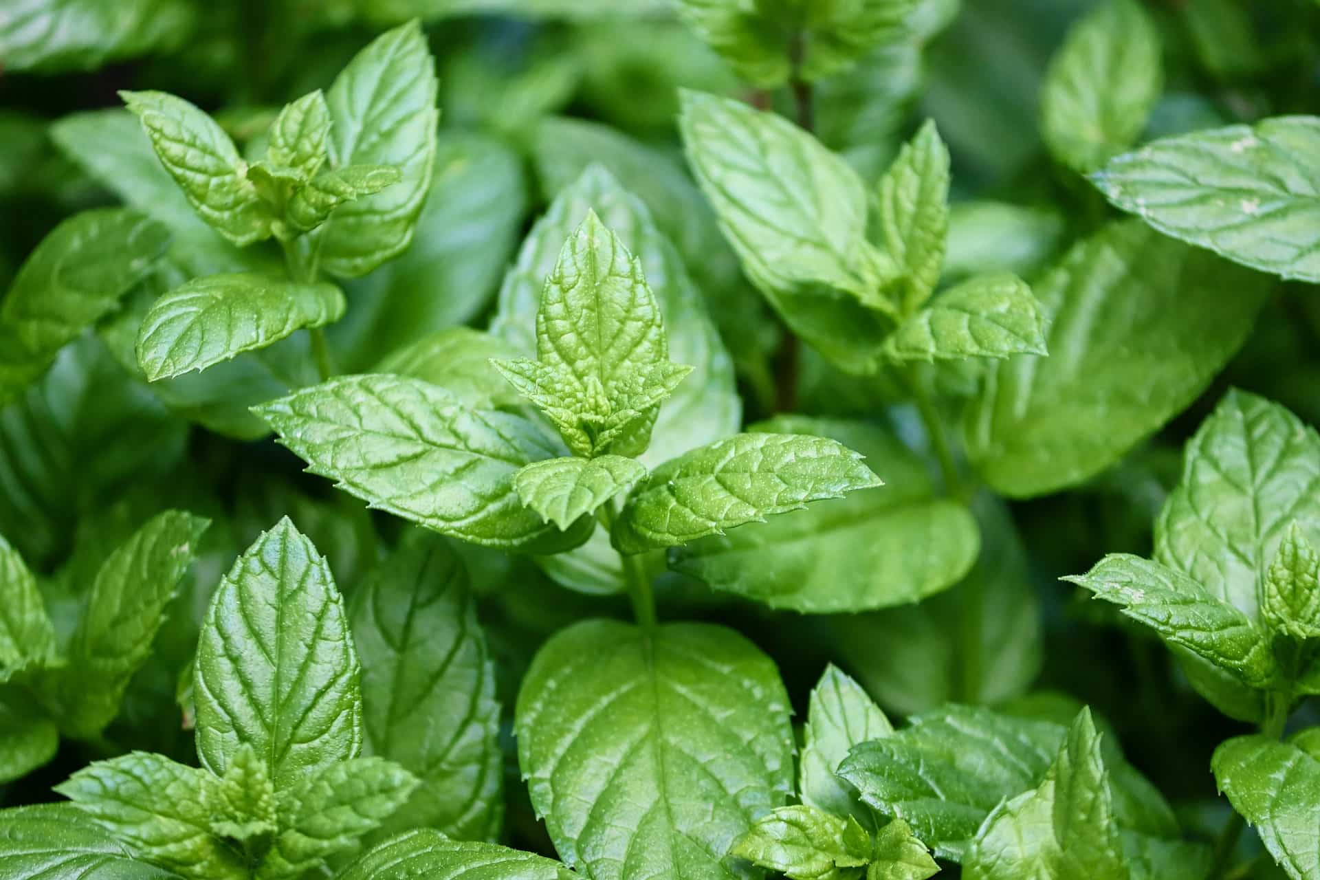 Close-up of green pepper-mint leaves