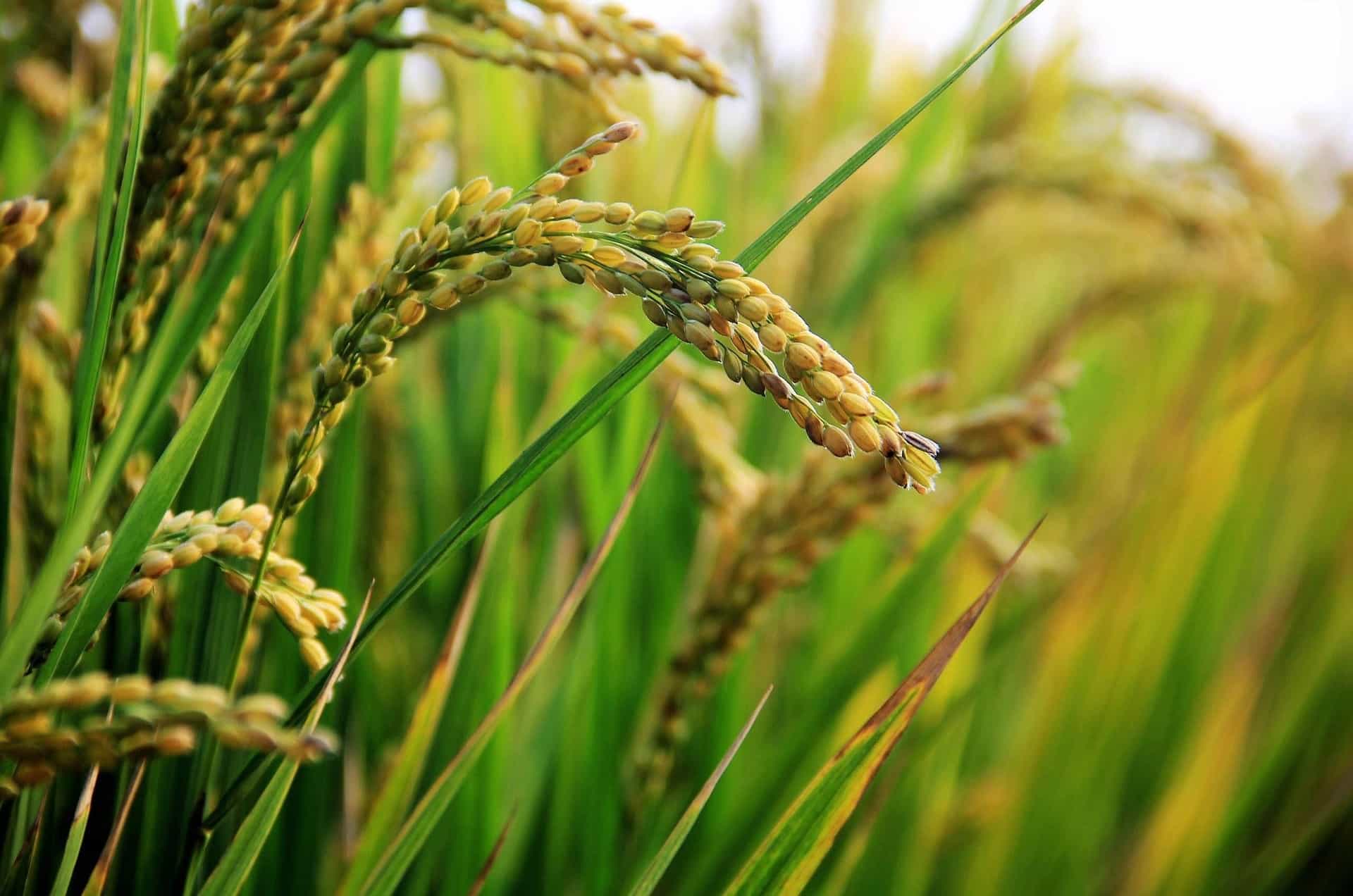 Close-up of rice plants with green leaves and yellowish grains.