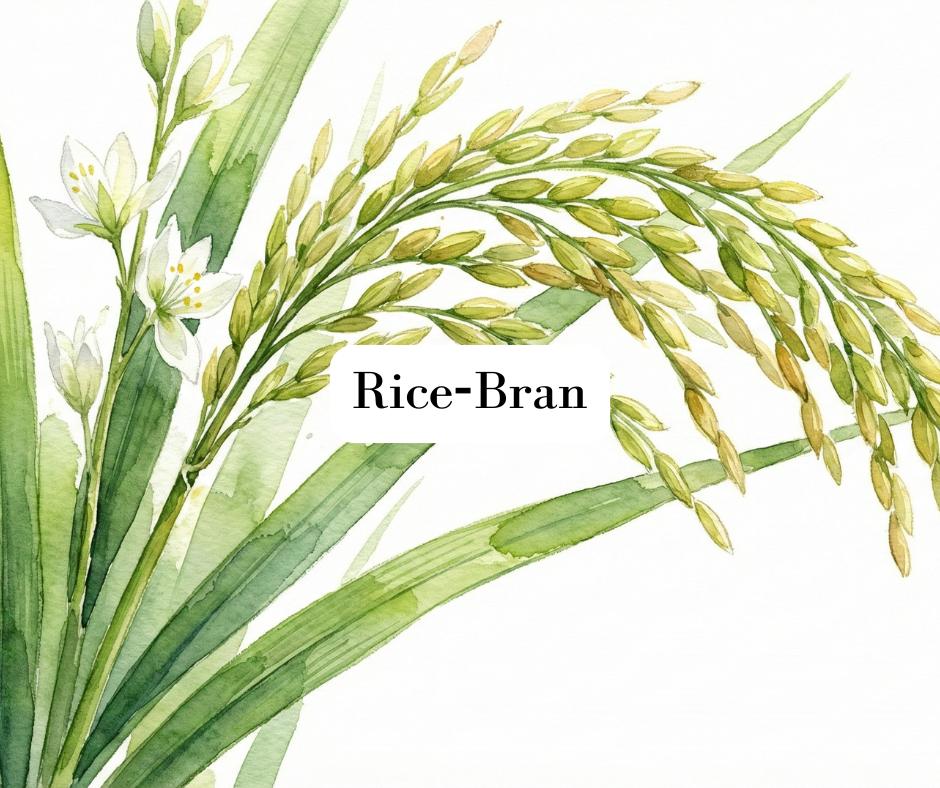 Fresh indian gooseberry or amla fruit illustrated in soft watercolor style