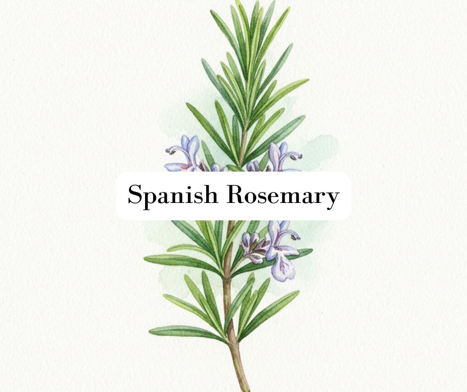 Detailed watercolor painting of a fresh rosemary sprig with needle-like leaves