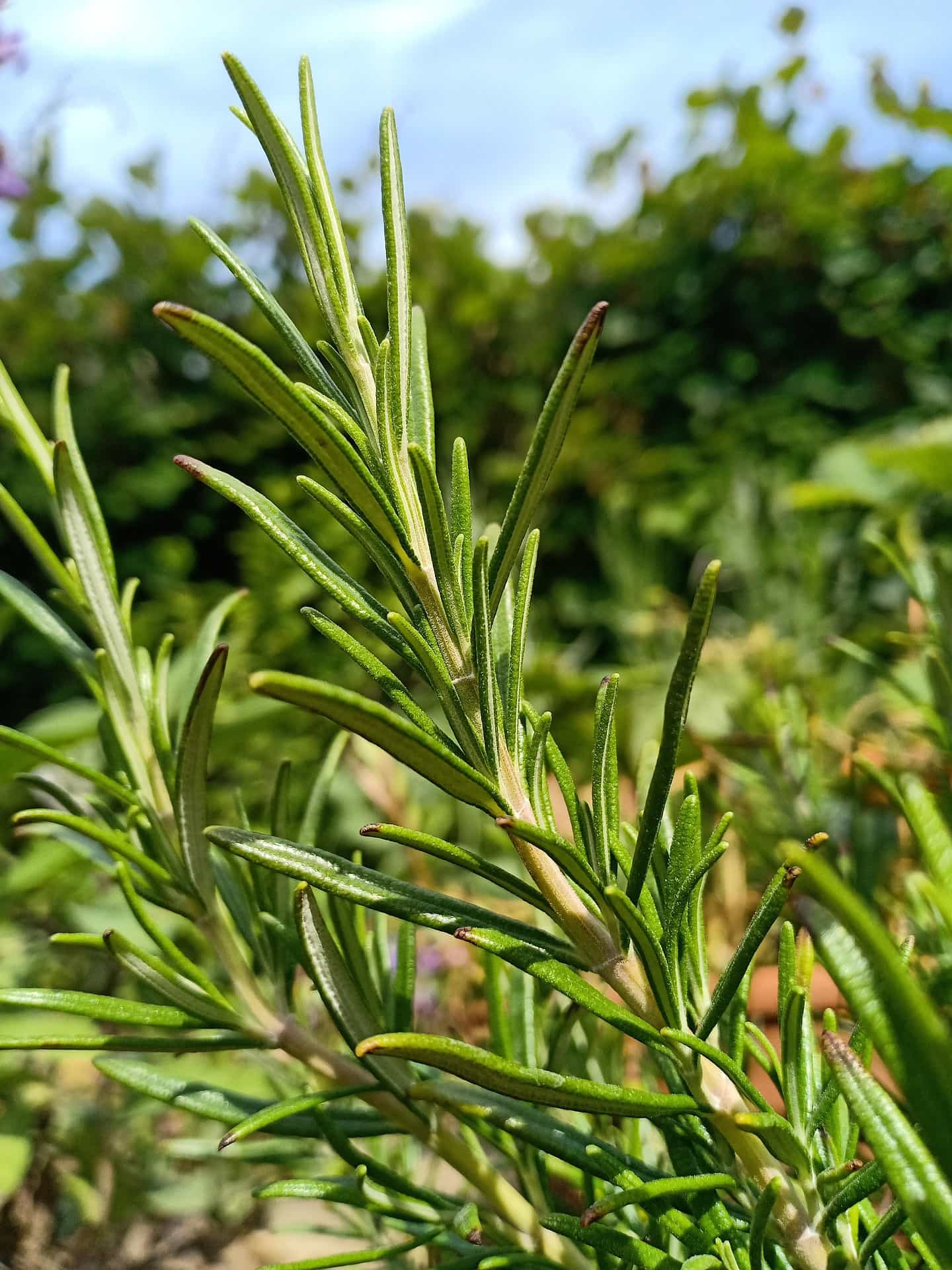 Close-up of green rosemary leaves with a blurred natural background
