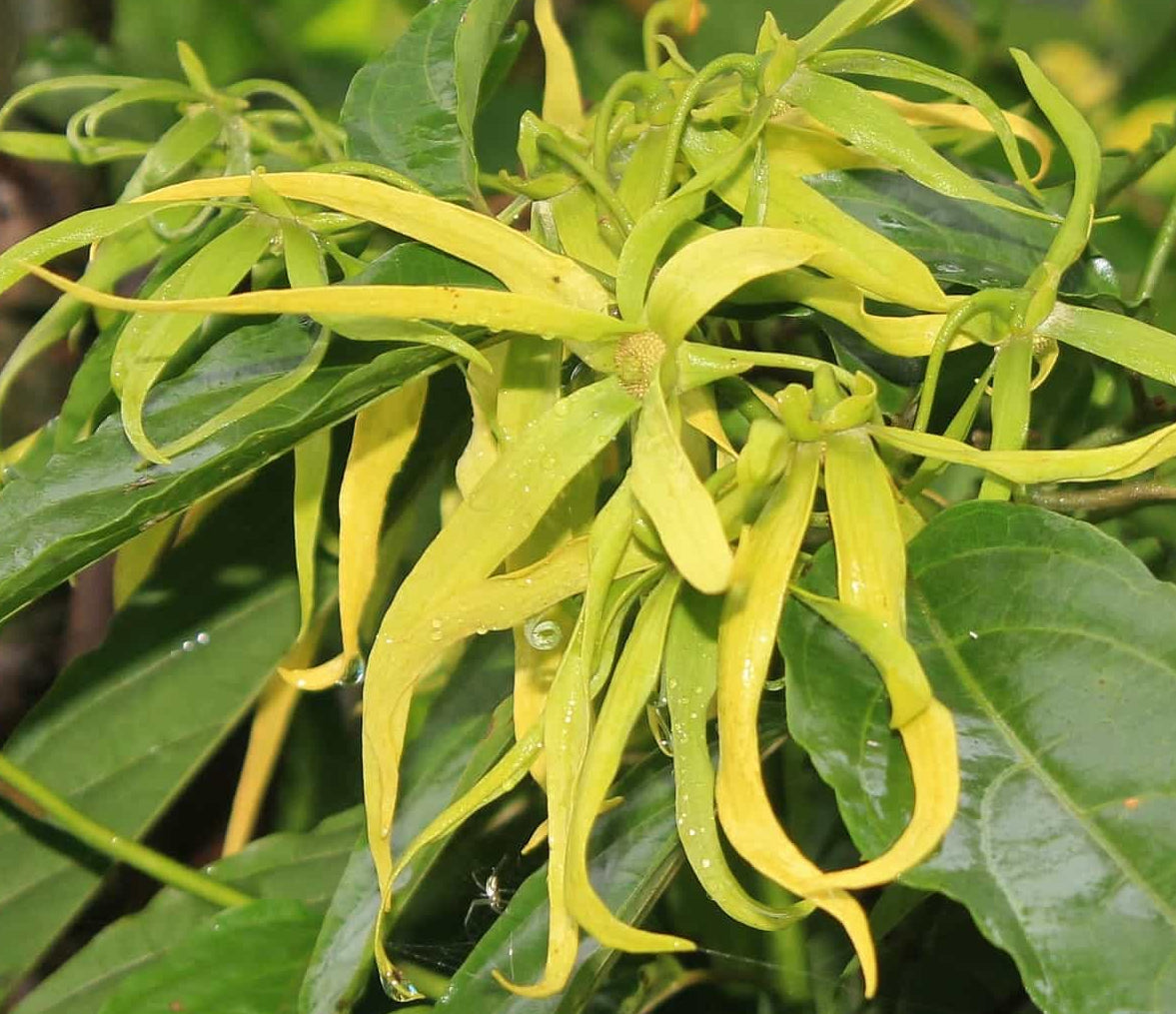 Yellow ylang-ylang flowers with green leaves on a blurred natural background