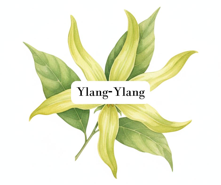 Minimalist watercolor painting of a single lush rice plant stalk